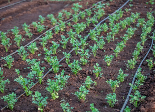 Planting Season Strategy: Aligning Equipment Choices With Business Goals